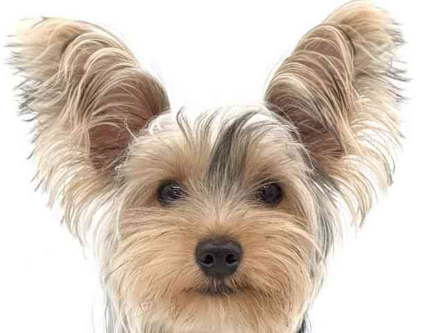 大阪府の10万円以下のヨークシャーテリアの子犬|ペットミー