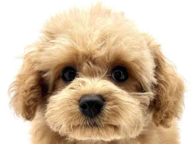 兵庫県のハーフ犬・ミックス犬 (ひごペットフレンドリークラウンパーク伊丹店/2026年3月22日生まれ/男の子/アプリコット)の子犬の1枚目の画像