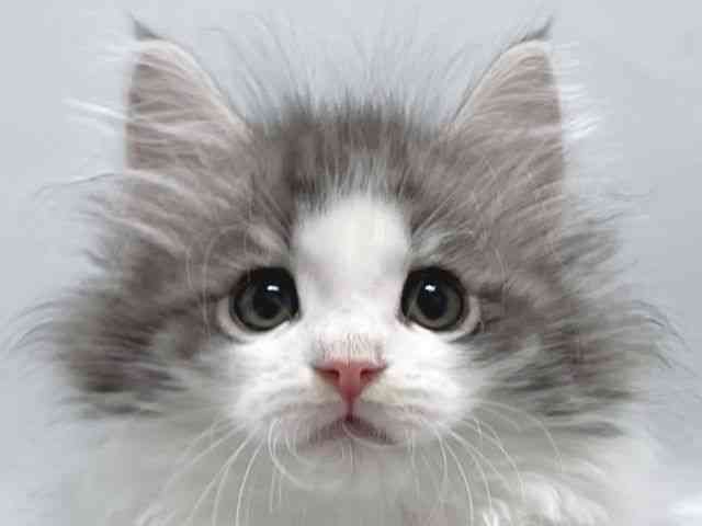 card-img