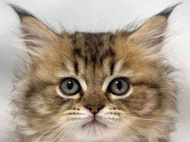 card-img