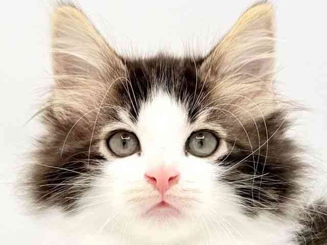 card-img