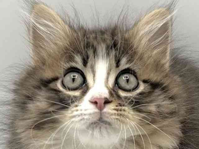 京都府のサイベリアン (ひごペットフレンドリーイオンモール高の原店/2026年3月29日生まれ/男の子/ブラウンタビーホワイト)の子猫