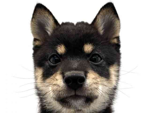 兵庫県の柴犬(標準サイズ) (ひごペットフレンドリークラウンパーク伊丹店/2026年3月30日生まれ/男の子/黒)の子犬の1枚目の画像