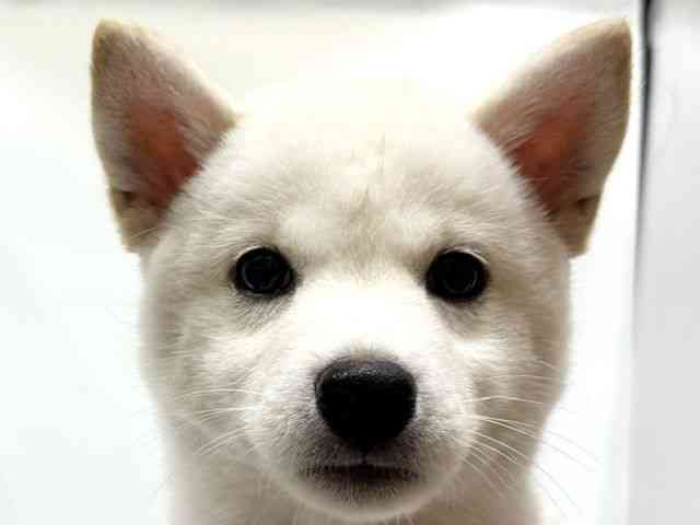 愛知県の柴犬(標準サイズ) (ひごペットフレンドリーヴィアモール アピタ江南西店/2026年3月28日生まれ/女の子/白)の子犬の1枚目の画像