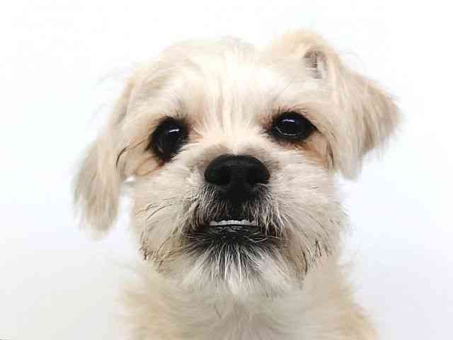 大阪府のハーフ犬・ミックス犬 (ひごペットフレンドリー泉ヶ丘店/2026年3月31日生まれ/女の子/ソルトペッパー)の子犬の1枚目の画像