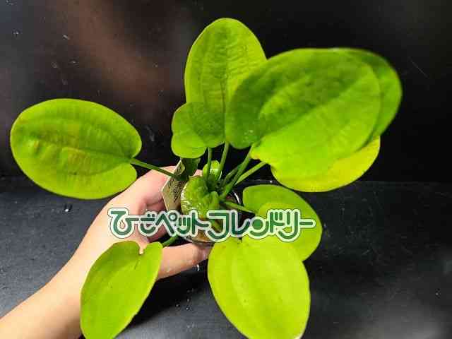 card-img