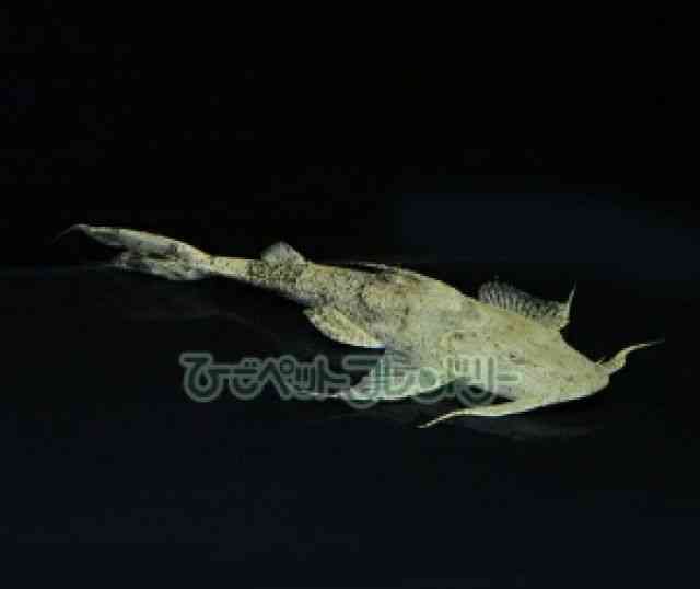 card-img