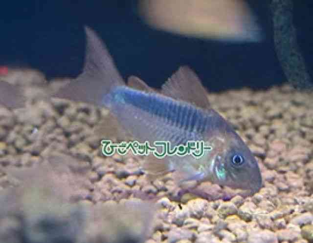 card-img