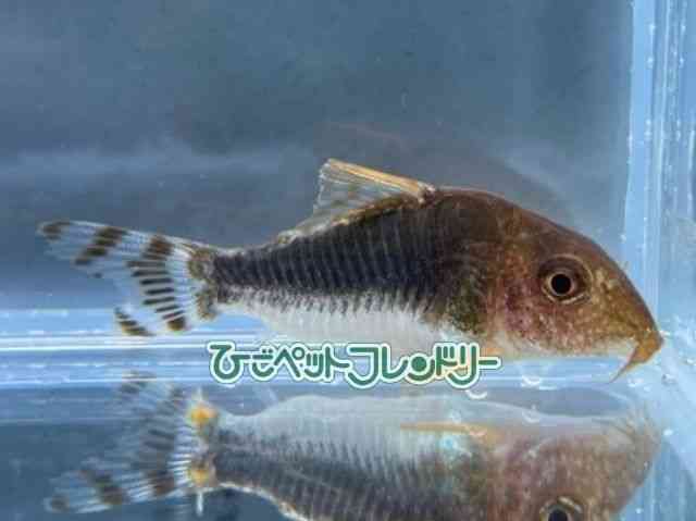 card-img