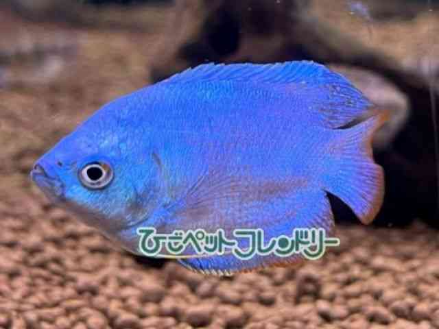 card-img