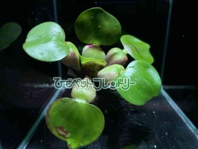 card-img
