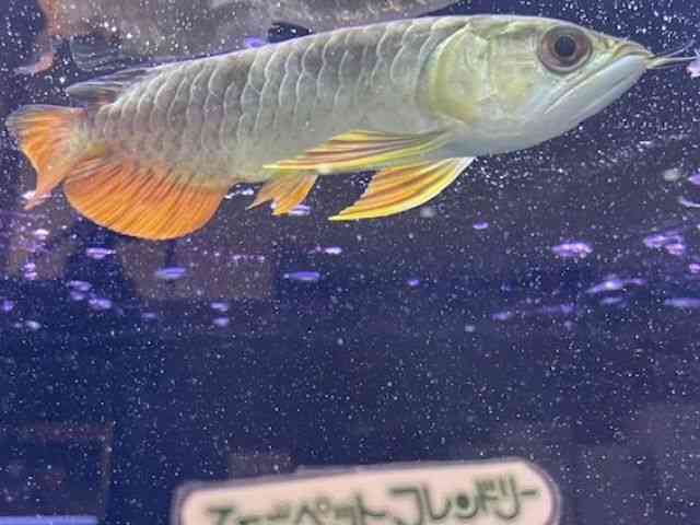 card-img