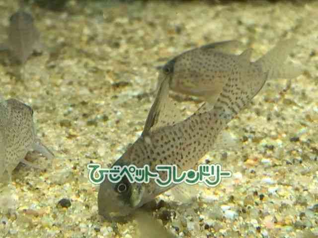 card-img