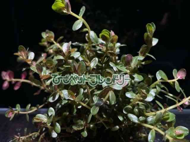 card-img