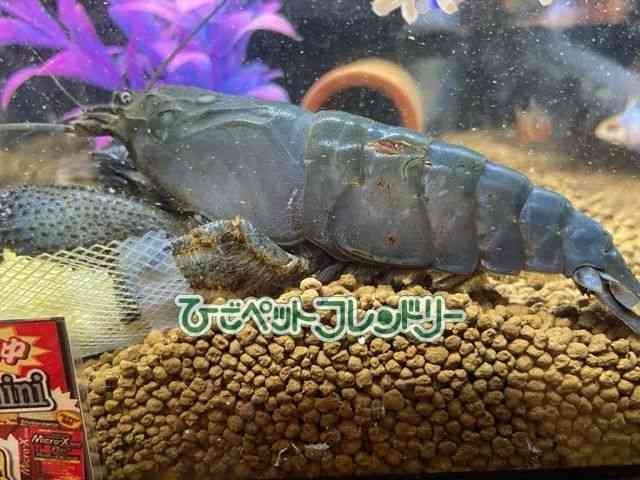 card-img