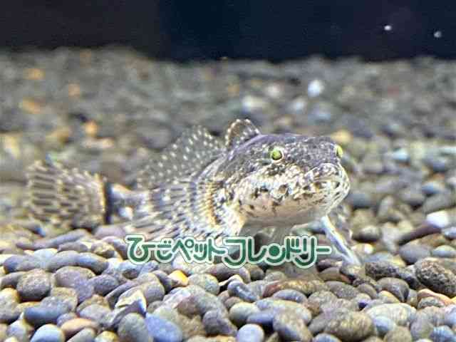 card-img
