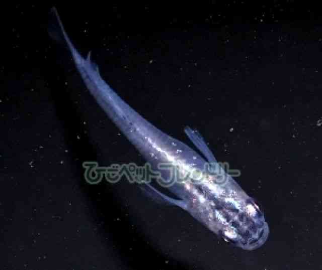 card-img