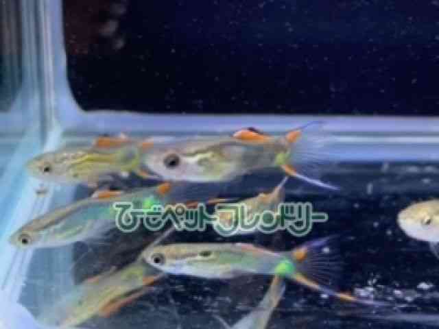card-img