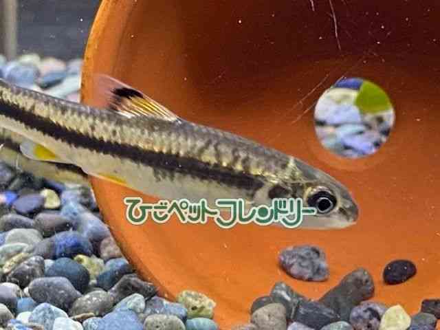 card-img