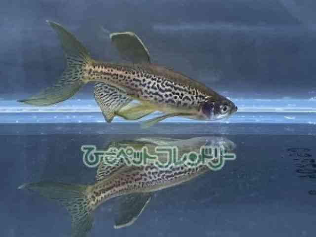 card-img