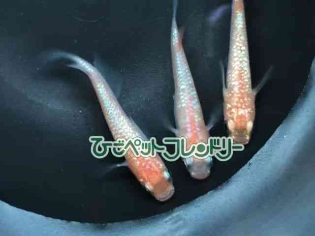 card-img