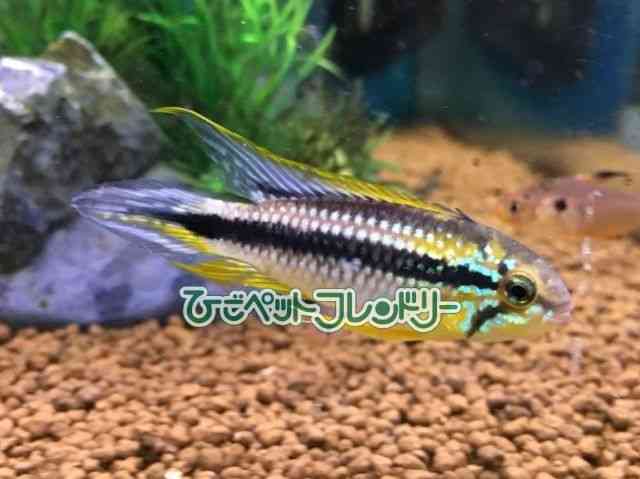 card-img