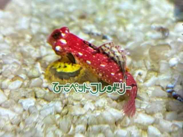 card-img