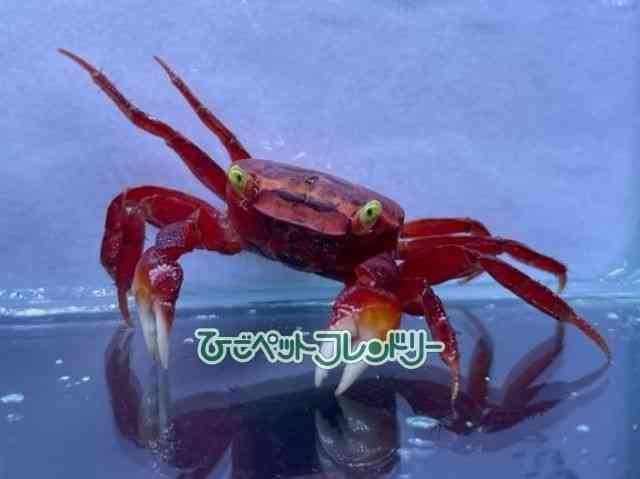 card-img