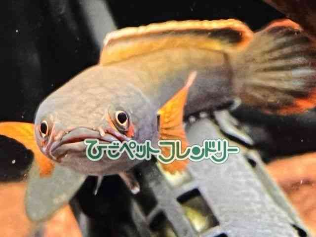 card-img