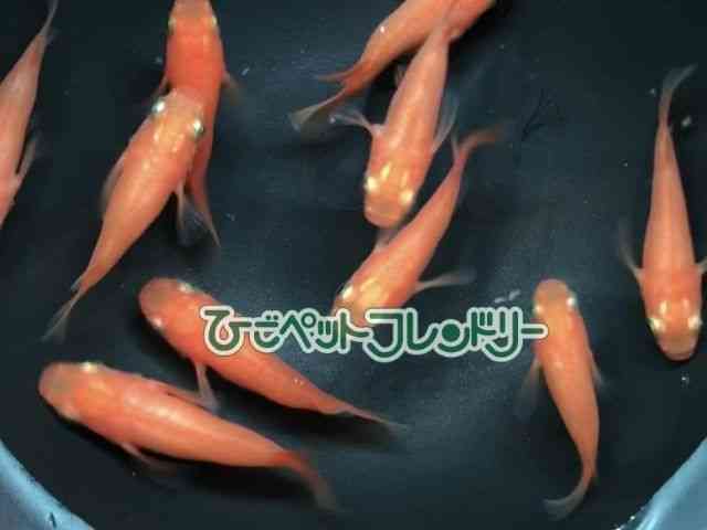 card-img