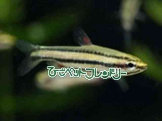 card-img