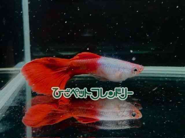 card-img