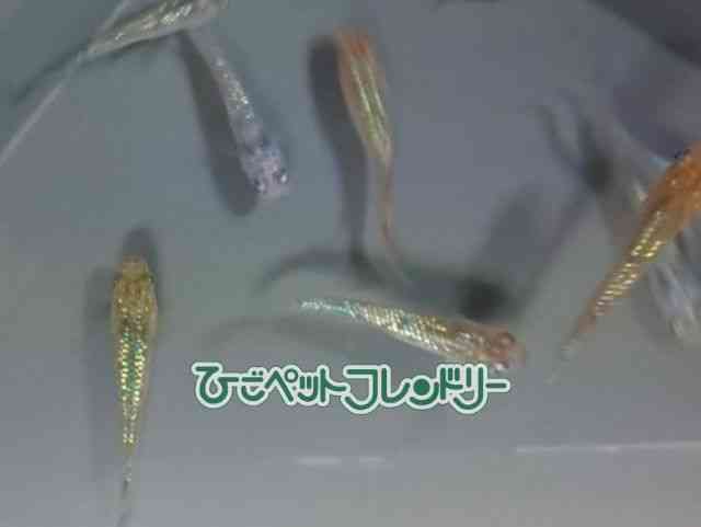 card-img