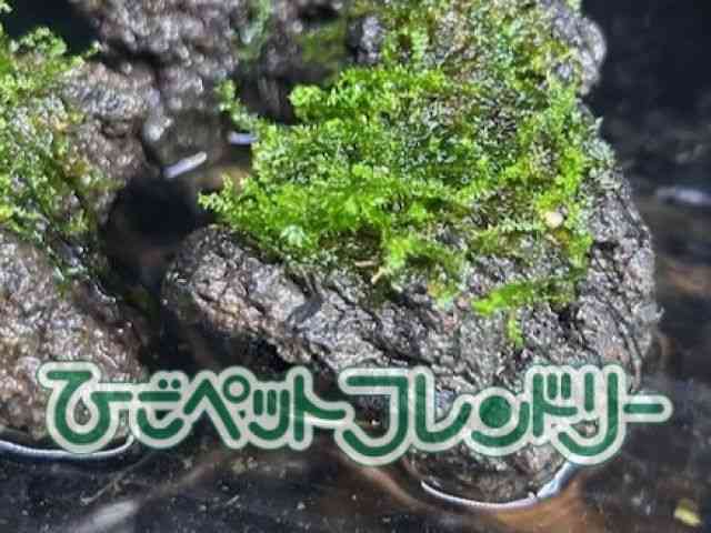 card-img