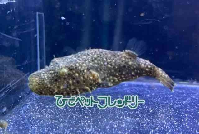 card-img