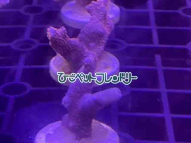 card-img