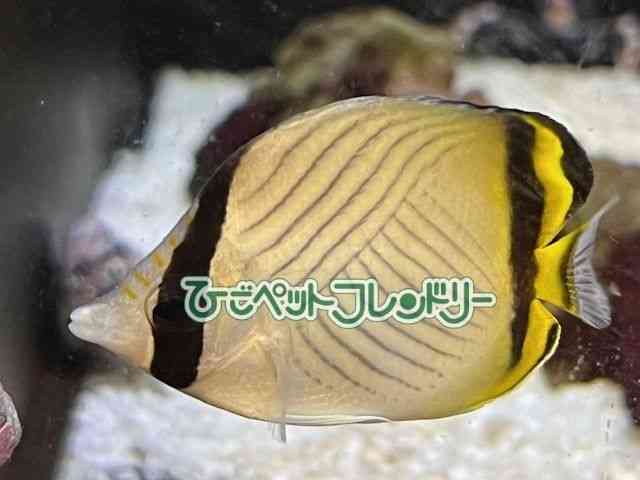 card-img