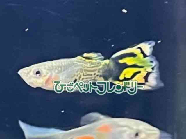 card-img