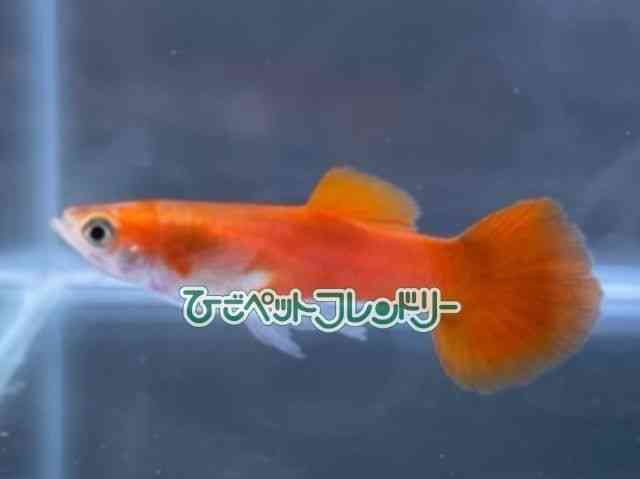 card-img