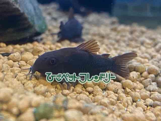card-img