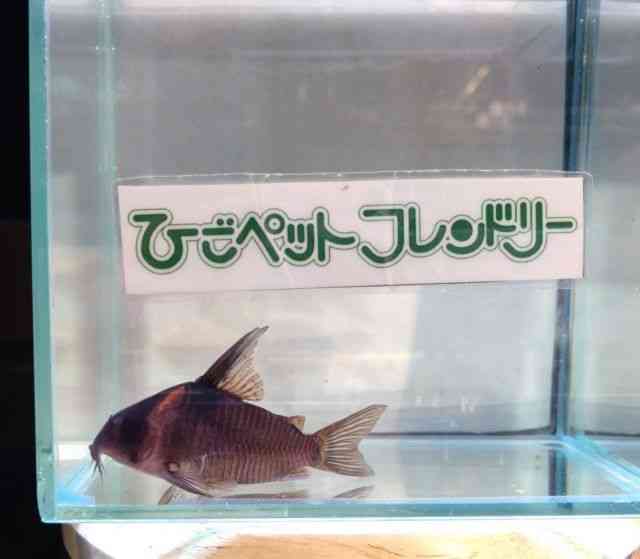 card-img