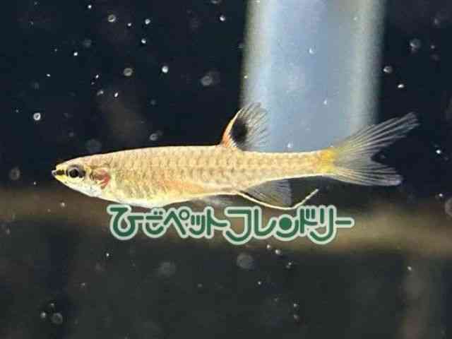 card-img