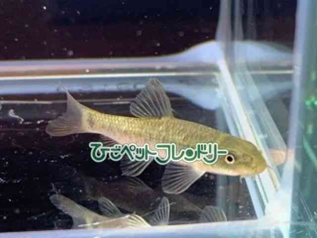 card-img