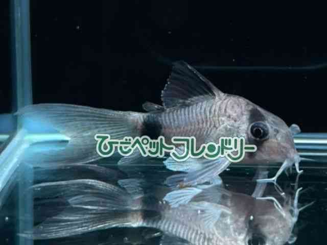 card-img
