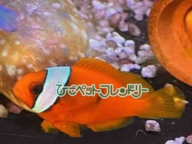 card-img