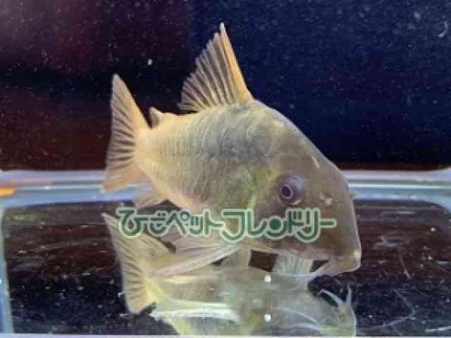 card-img