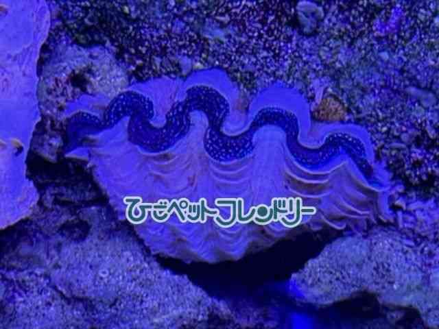 card-img