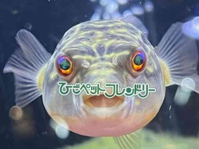 card-img
