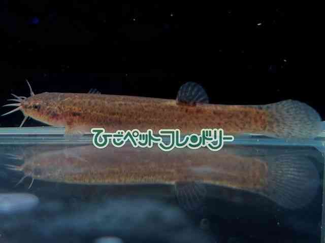 card-img