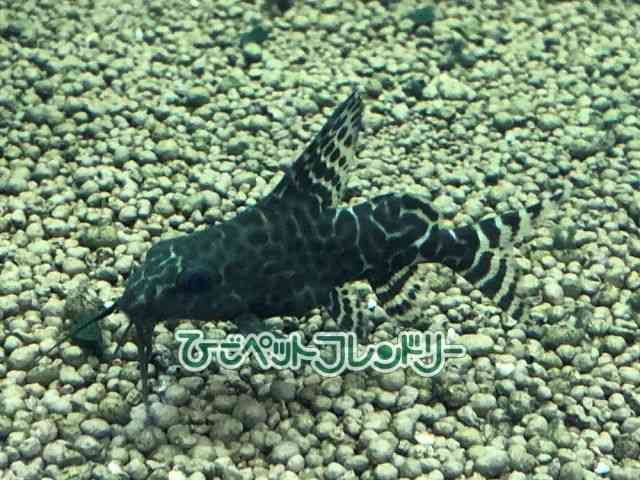 card-img